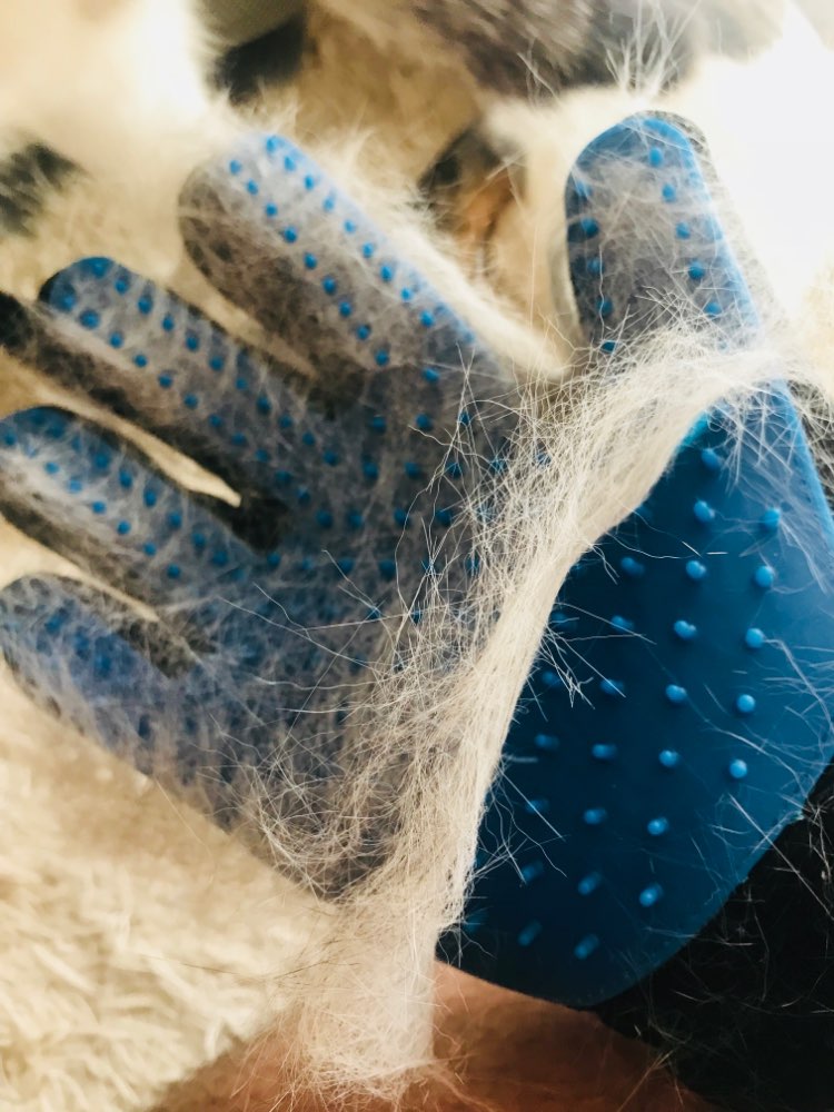 Handschuhe für die Haustierpflege