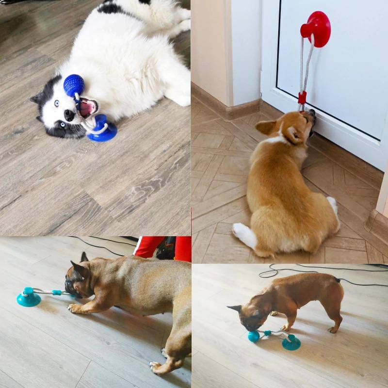 Saugnapf Hund Push Ball Spielzeug