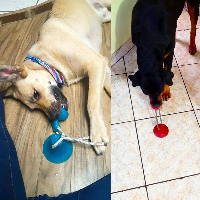 Saugnapf Hund Push Ball Spielzeug